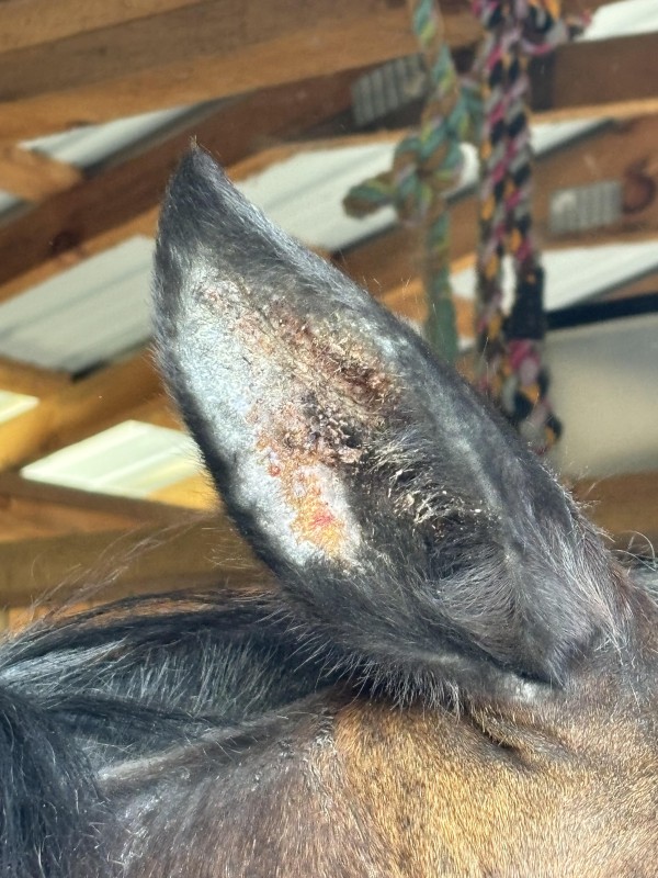 Mycoses des oreilles chez les chevaux