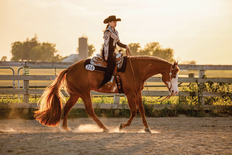 Cheval Quarter Horse