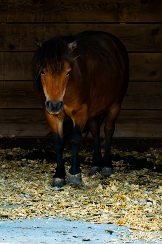 Lipomes chez les chevaux âgés
